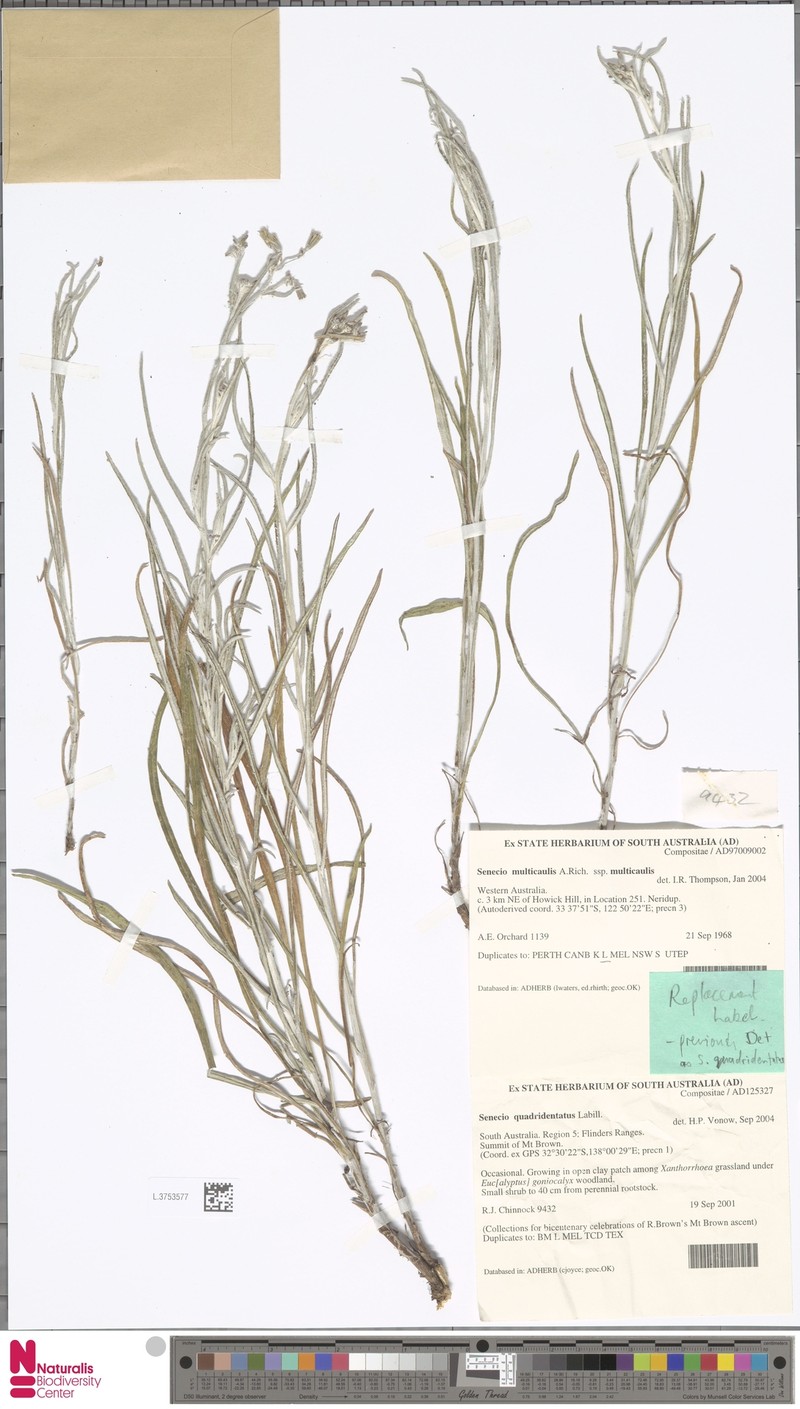 Senecio multicaulis subsp. multicaulis