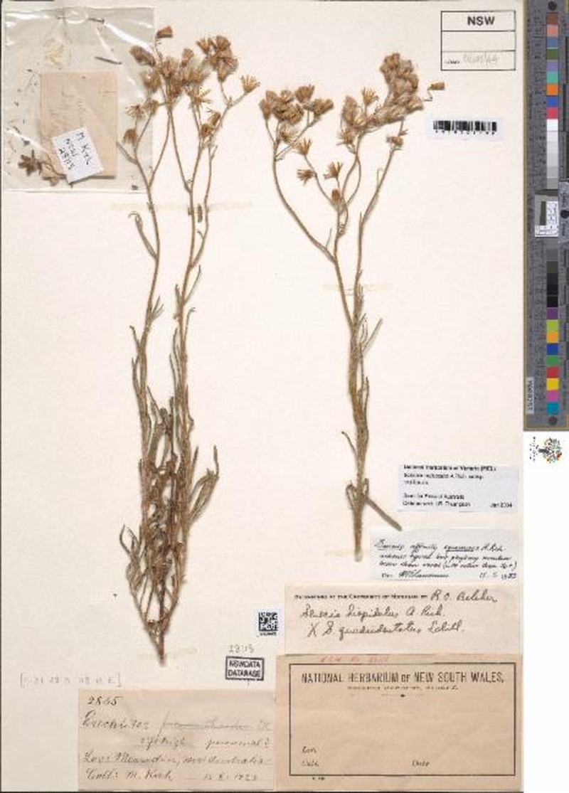 Senecio multicaulis subsp. multicaulis photo 2