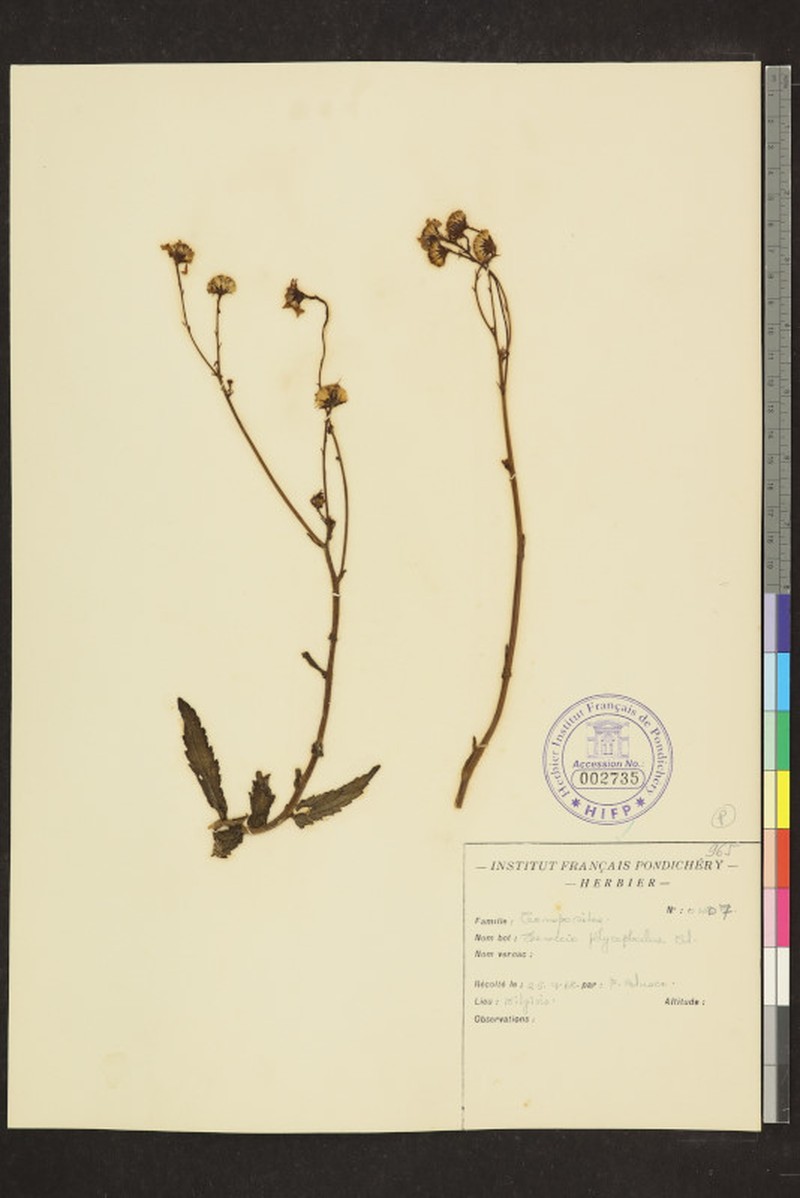 Senecio multiceps photo 2