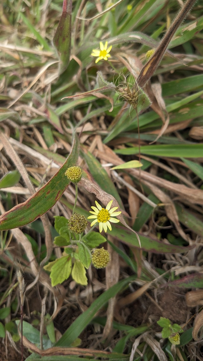 Senecio multiceps
