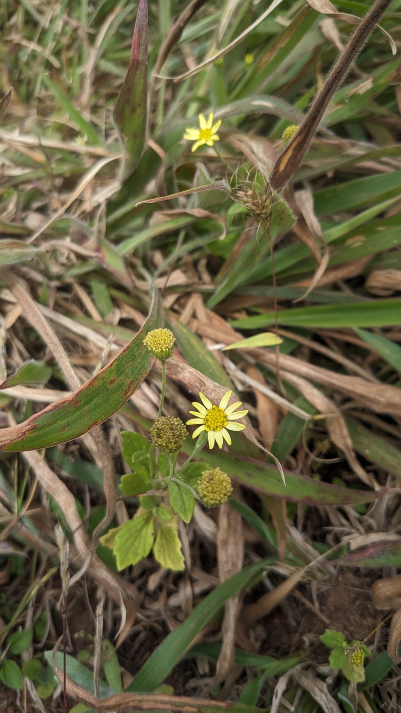 Senecio multiceps photo 3