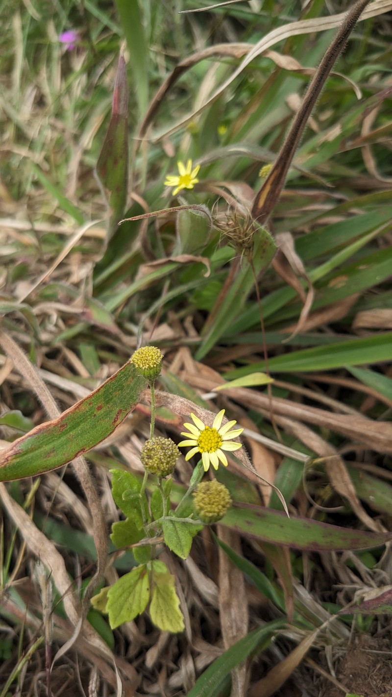 Senecio multiceps photo 4