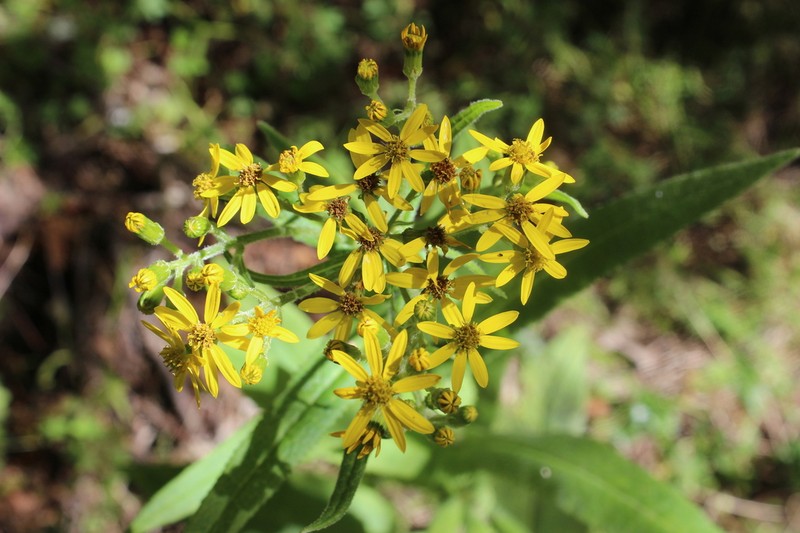 Huachuca Mountain Ragwort photo 3