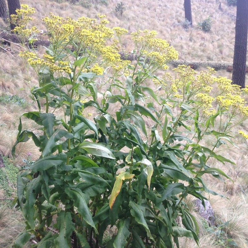 Huachuca Mountain Ragwort photo 5