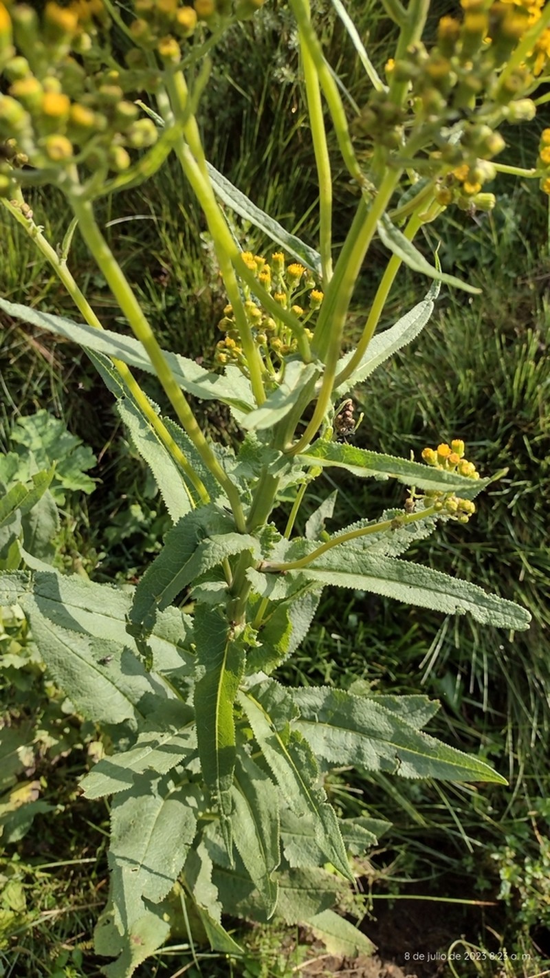 Huachuca Mountain Ragwort photo 8