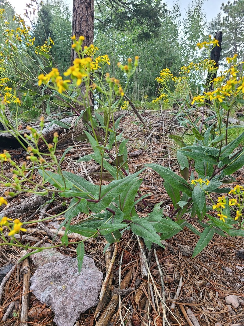 Senecio multidentatus var. huachucanus