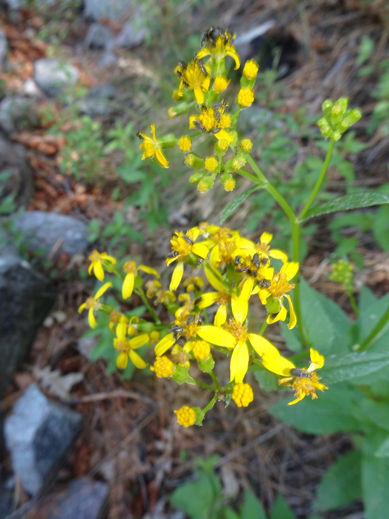 Senecio multidentatus var. huachucanus photo 2