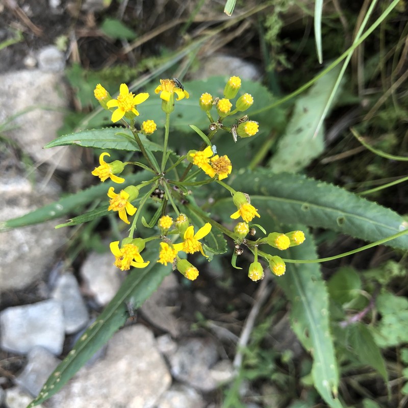 Senecio multidentatus var. huachucanus photo 3