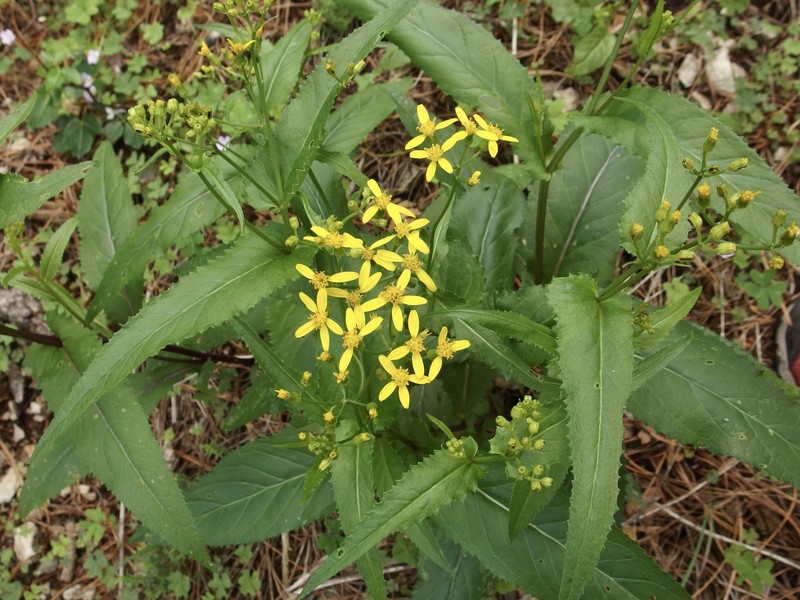 Senecio multidentatus var. huachucanus photo 4