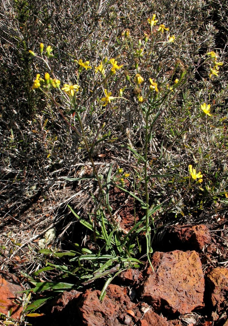 Senecio multidenticulatus
