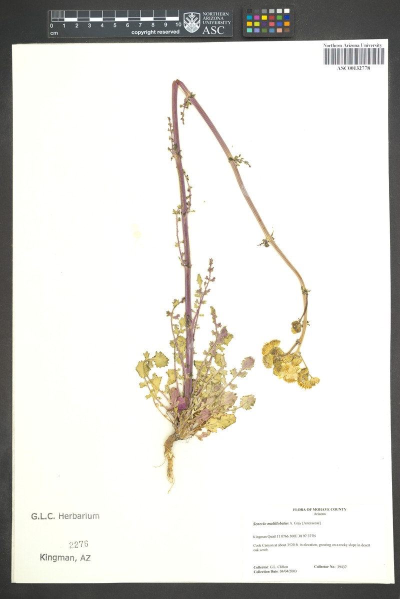 Senecio multilobus photo 2