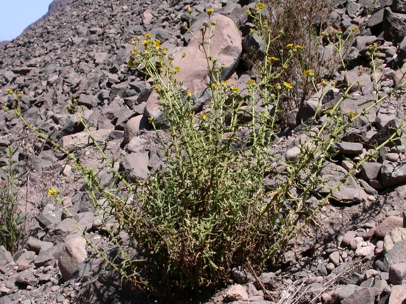Senecio murinus