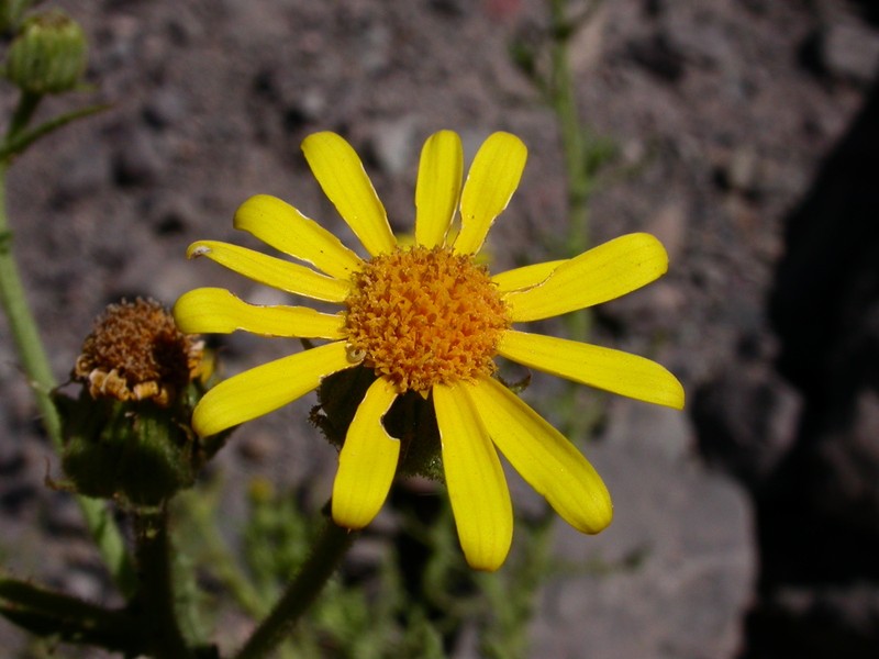 Senecio murinus photo 2