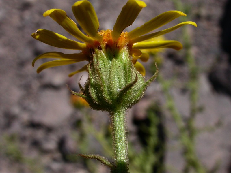 Senecio murinus photo 3