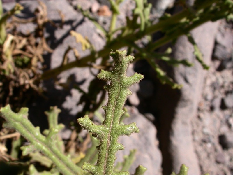Senecio murinus photo 4