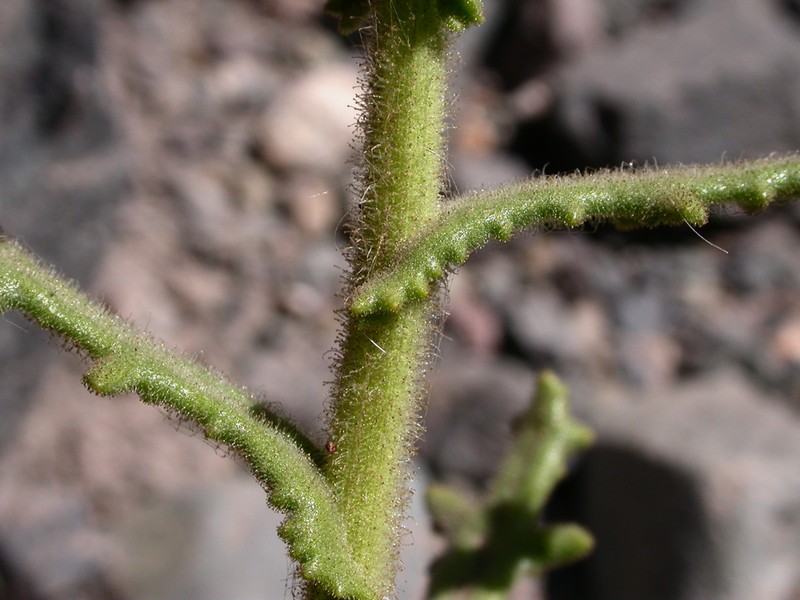 Senecio murinus photo 5
