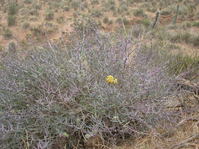 Senecio murorum