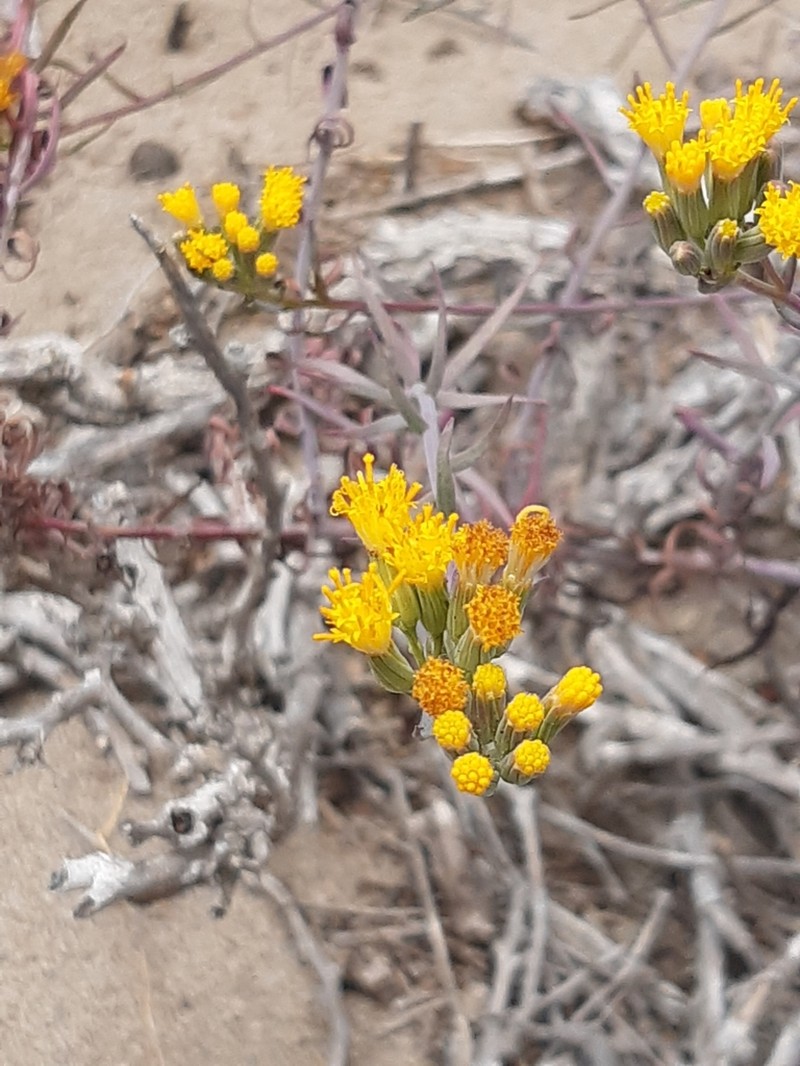 Senecio murorum photo 2