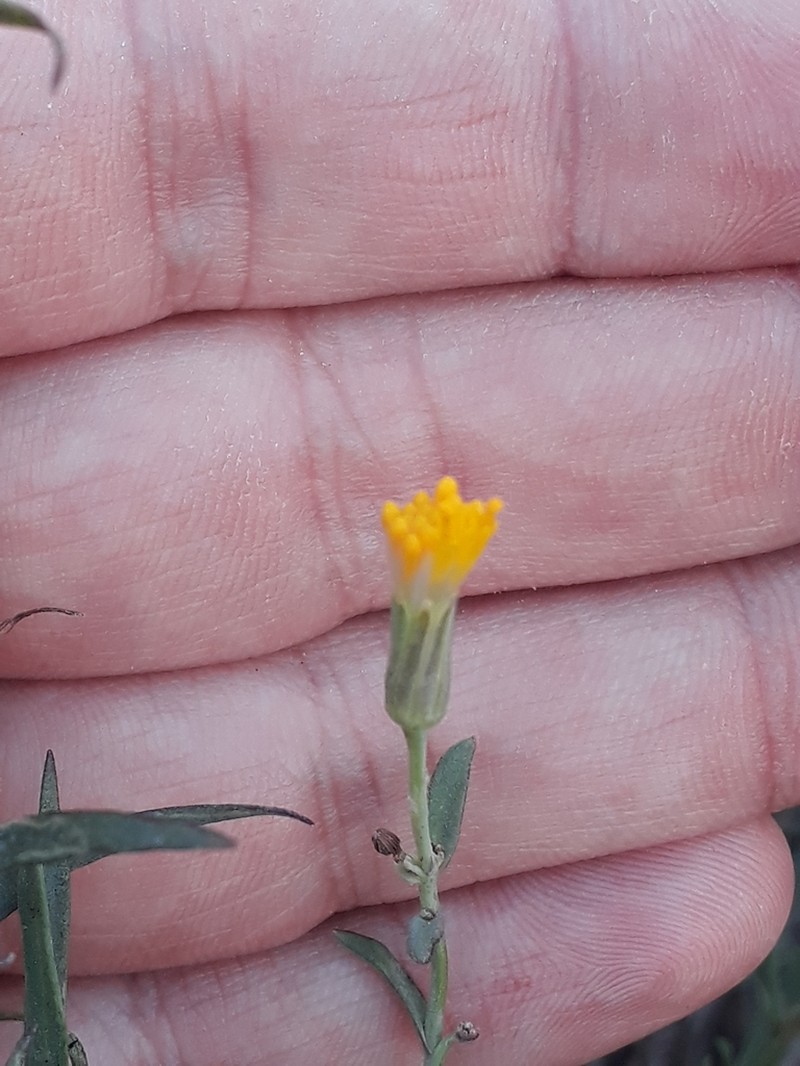 Senecio murorum photo 5