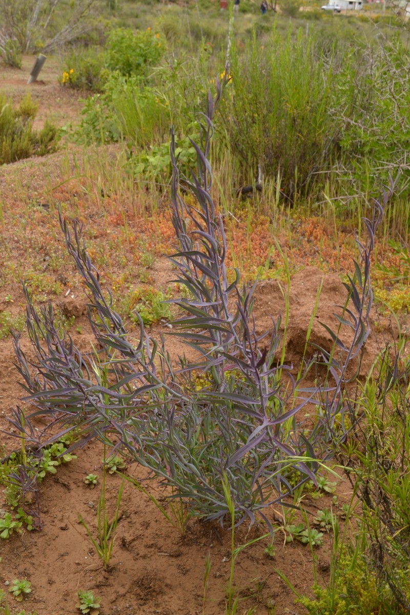 Senecio murorum photo 6