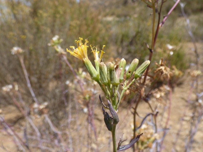 Senecio murorum photo 7
