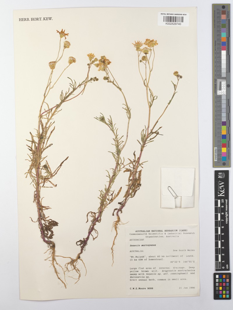 Senecio murrayanus
