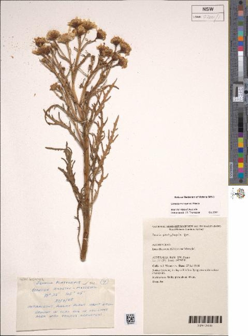 Senecio murrayanus photo 2