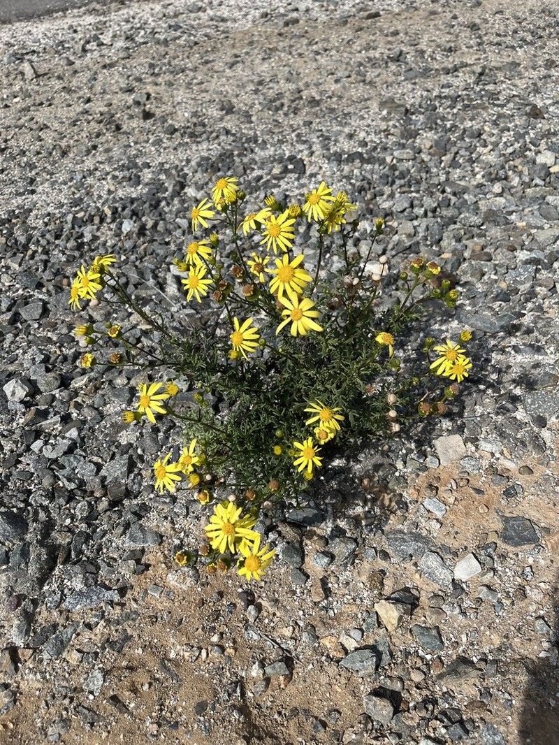 Senecio myriophyllus