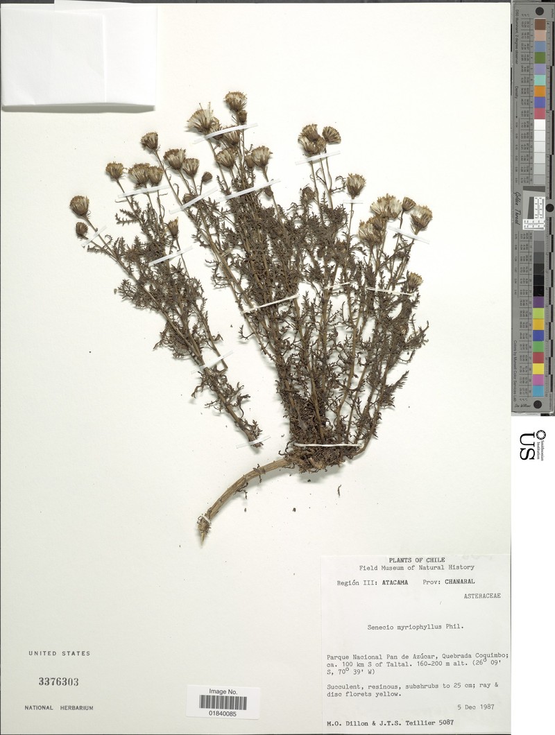 Senecio myriophyllus photo 3