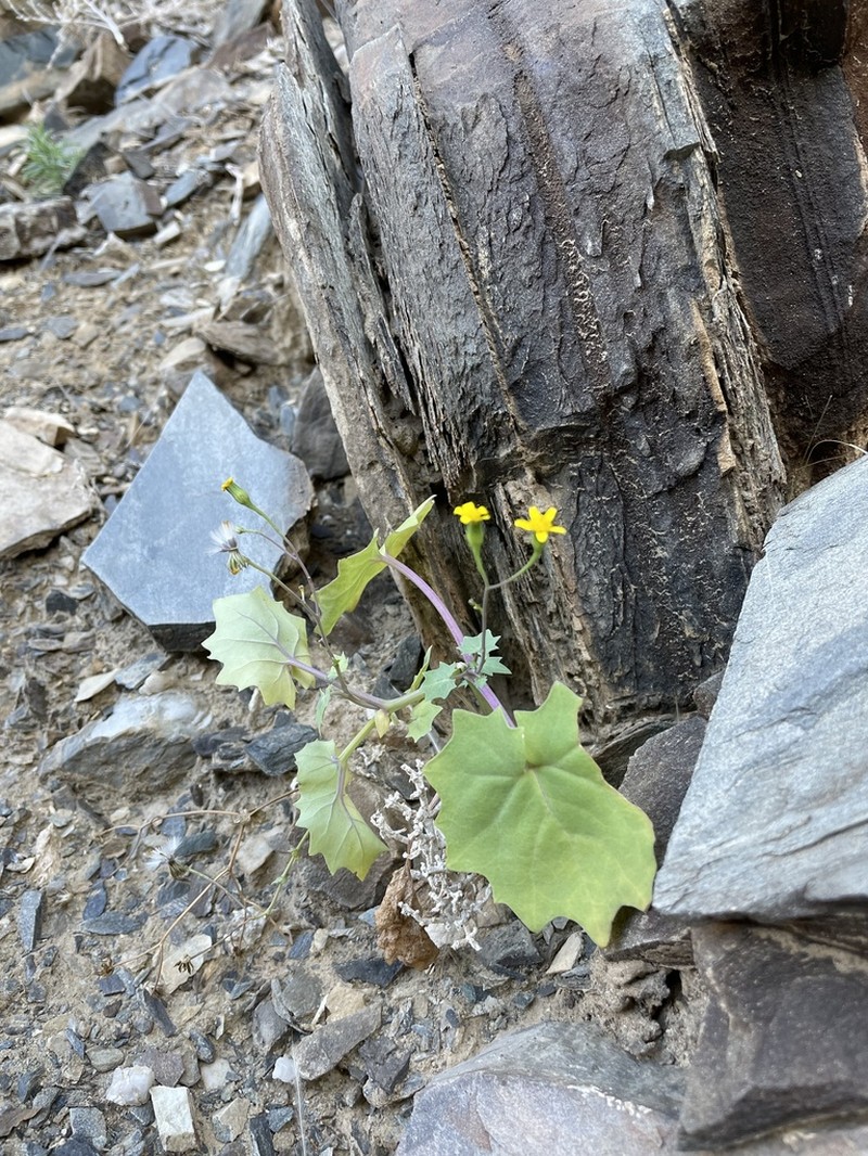 Senecio namibensis