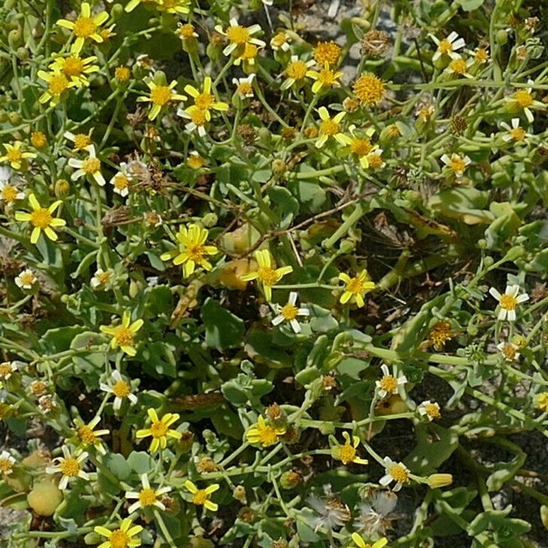 Senecio namibensis photo 4