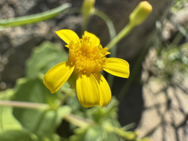 Senecio namibensis photo 5