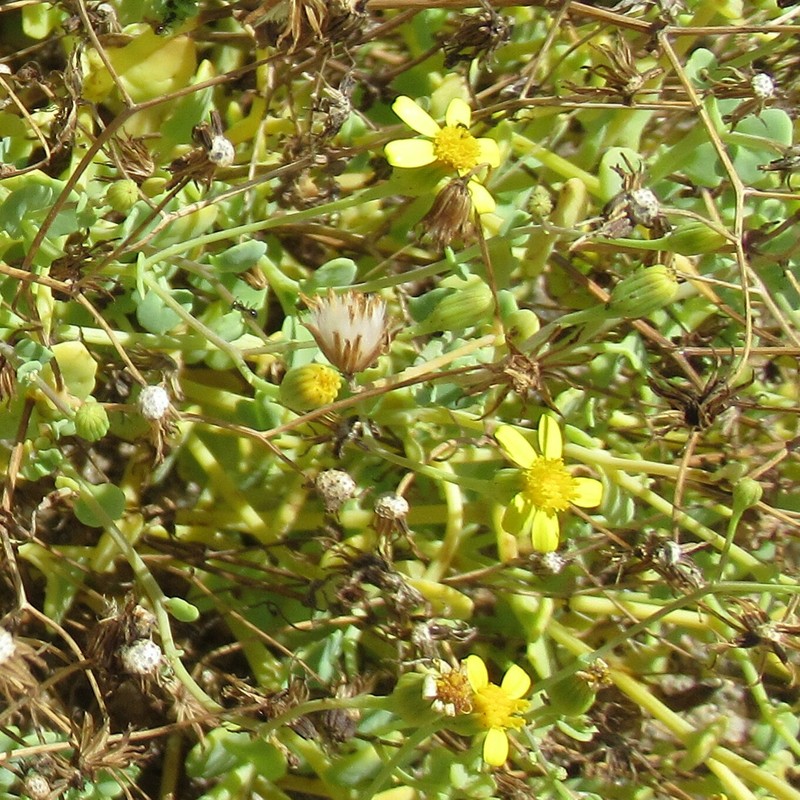 Senecio namibensis photo 7