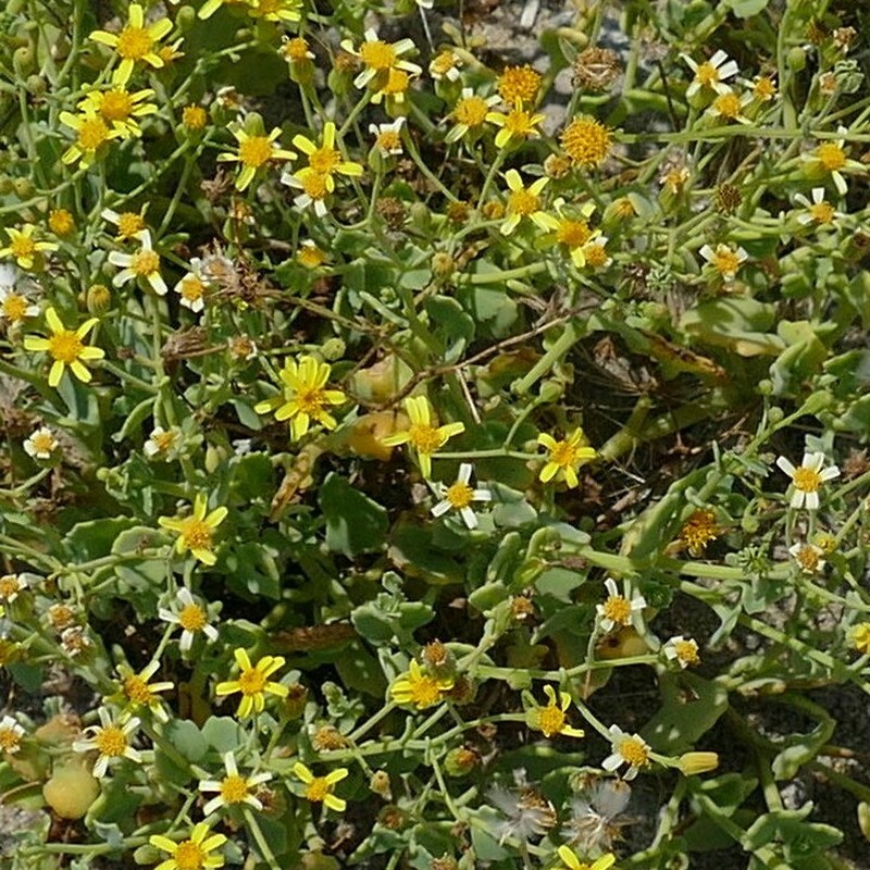 Senecio namibensis photo 8