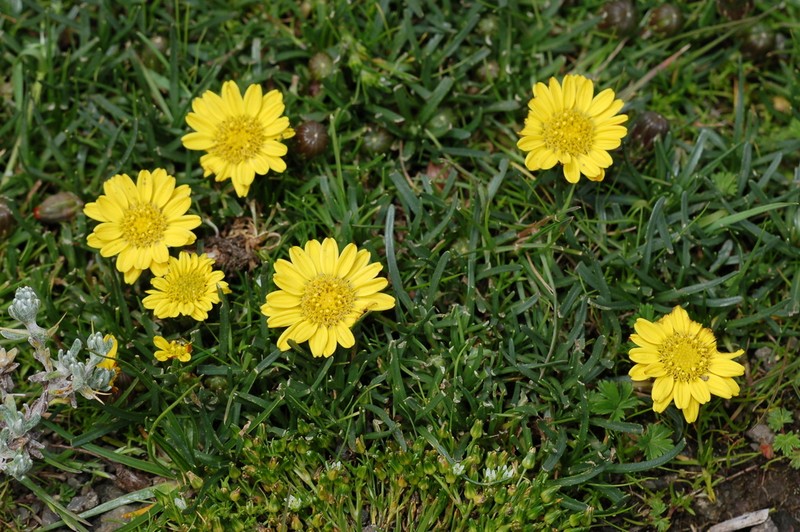 Senecio nanus
