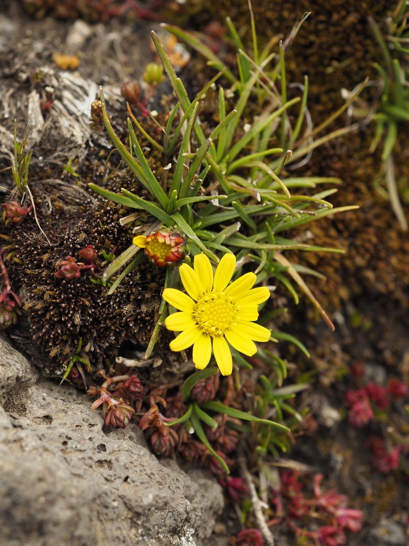 Senecio nanus photo 2