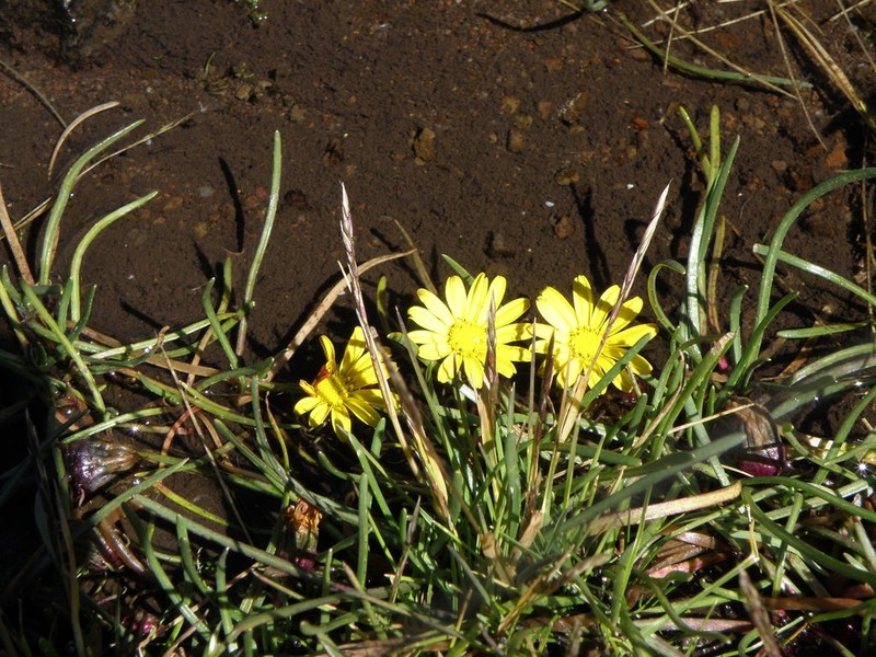 Senecio nanus photo 3
