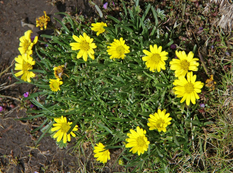 Senecio nanus photo 4