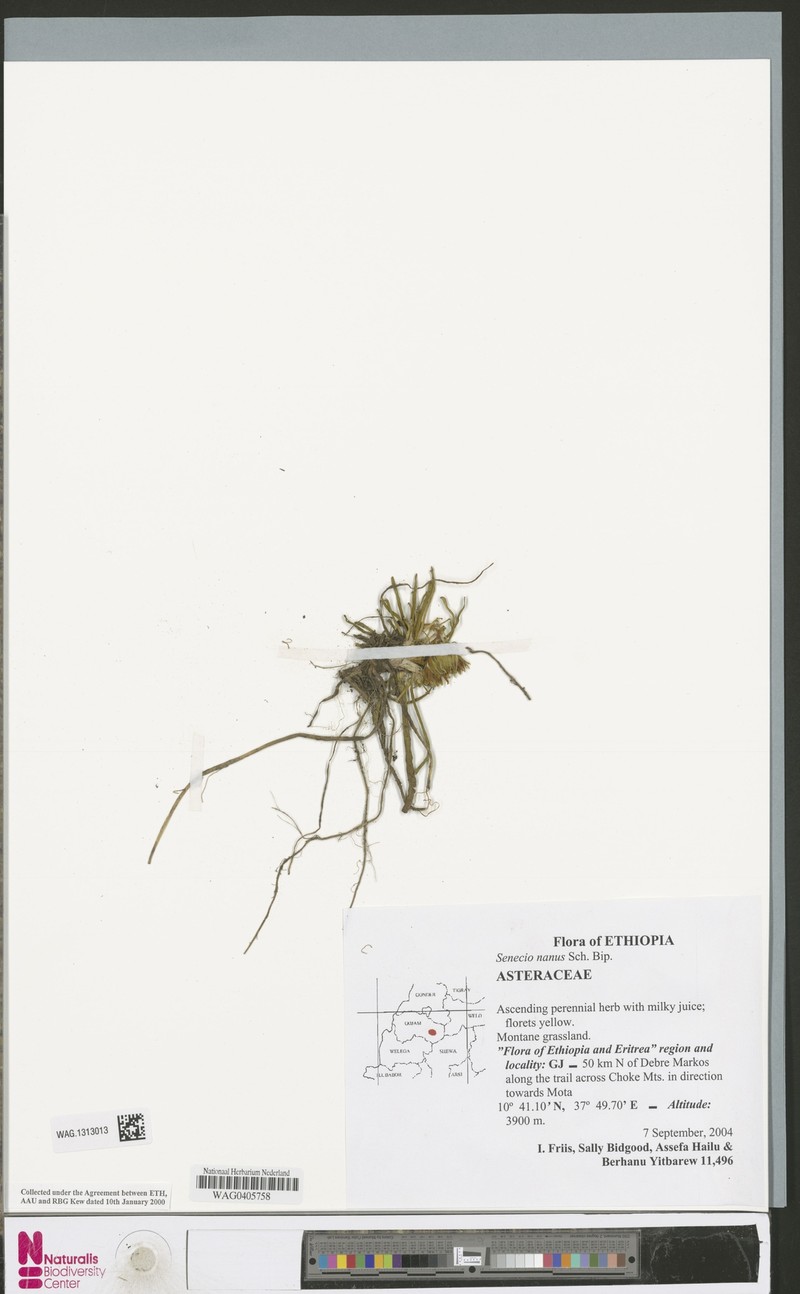Senecio nanus photo 6