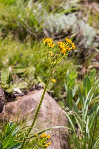 Senecio napifolius