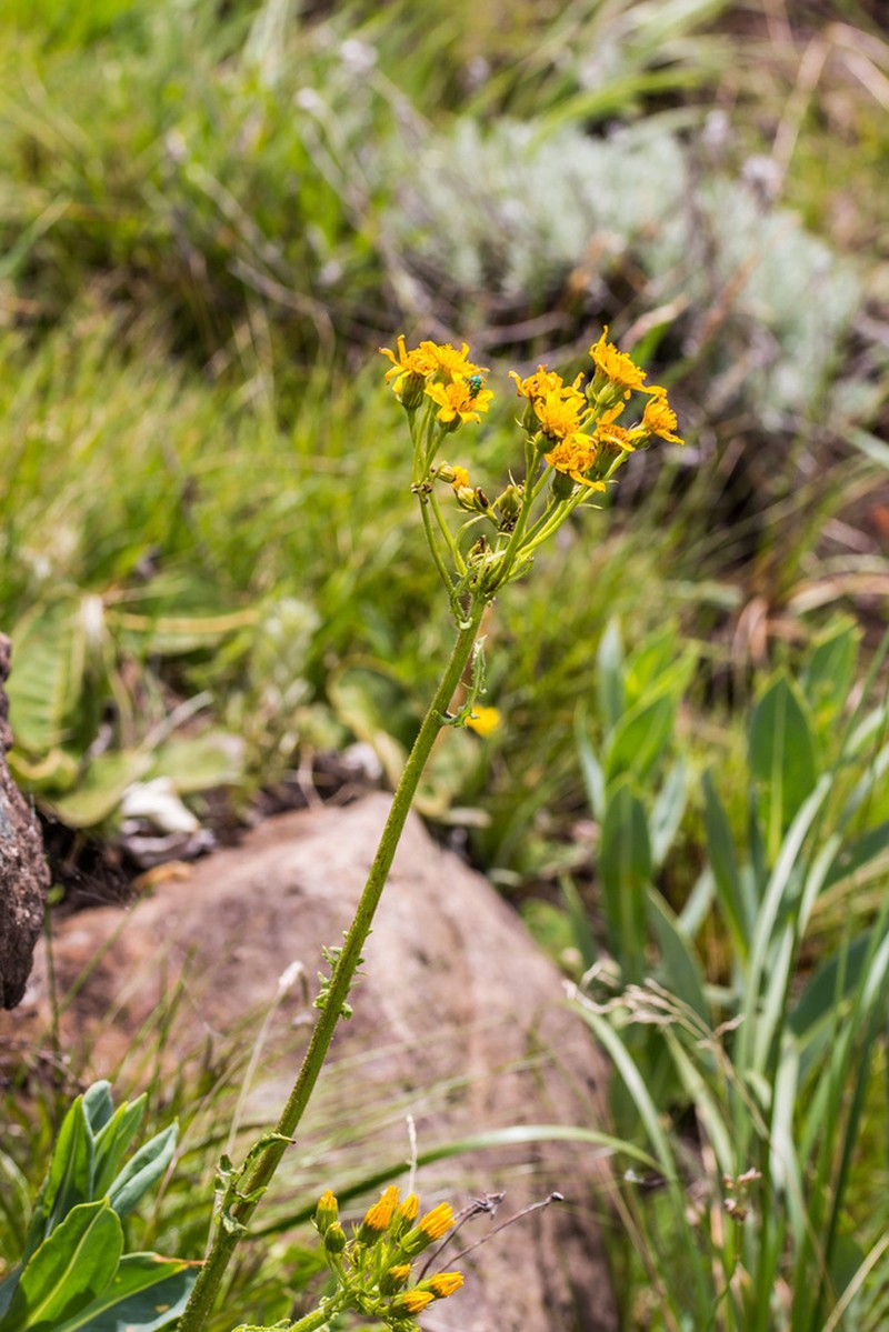 Senecio napifolius