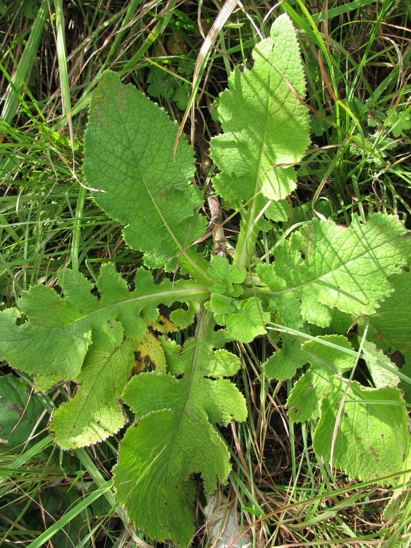 Senecio napifolius photo 3