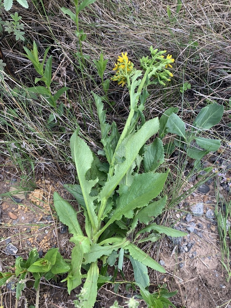 Senecio napifolius photo 5