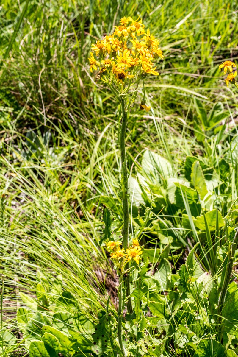 Senecio napifolius photo 6