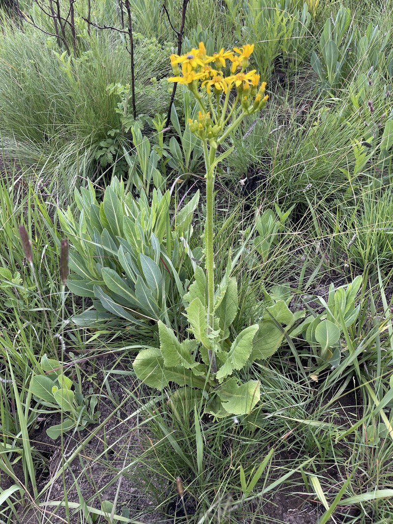 Senecio napifolius photo 7