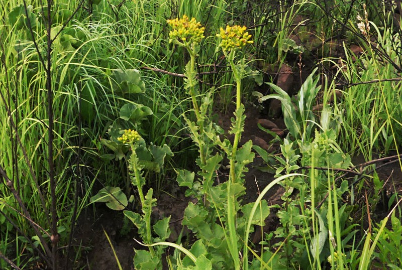 Senecio napifolius photo 8