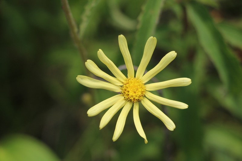 Senecio natalicola