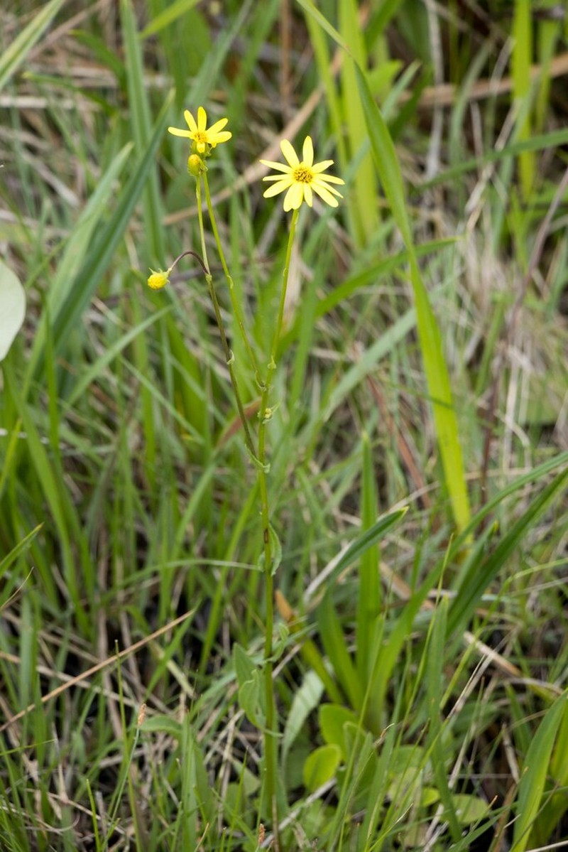 Senecio natalicola photo 2