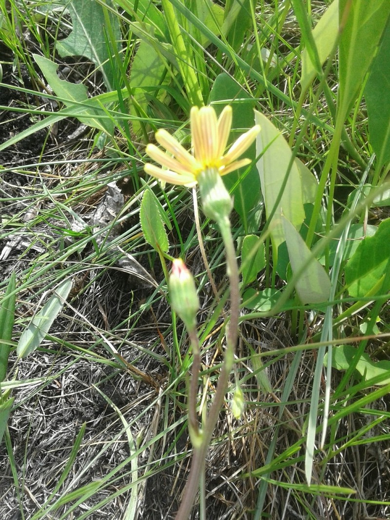 Senecio natalicola photo 3