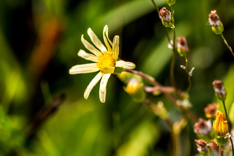 Senecio natalicola photo 4